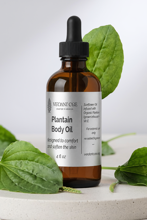 Organic Plantain Herbal Body Oil – Sunflower Oil Infusion | 4 oz Glass Dropper